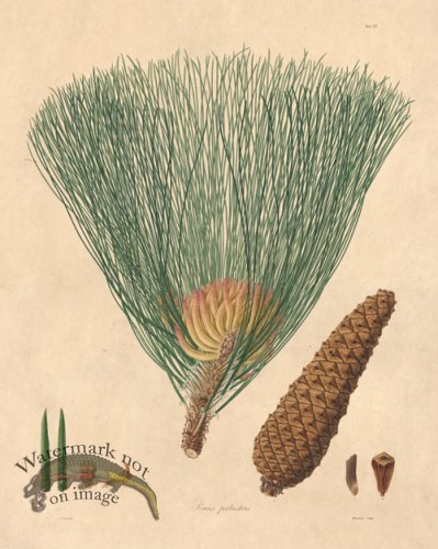 (image for) Lambert Pine 20