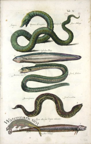 (image for) 1660_Sea_life_12