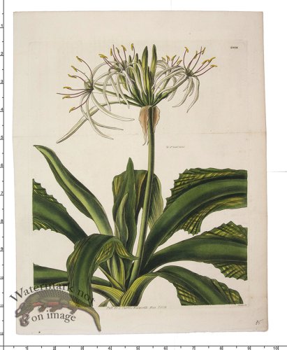 (image for) Curtis Botanical 079