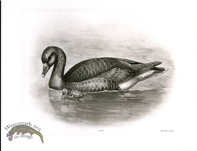 (image for) Bird 25 GREY LAG GOOSE