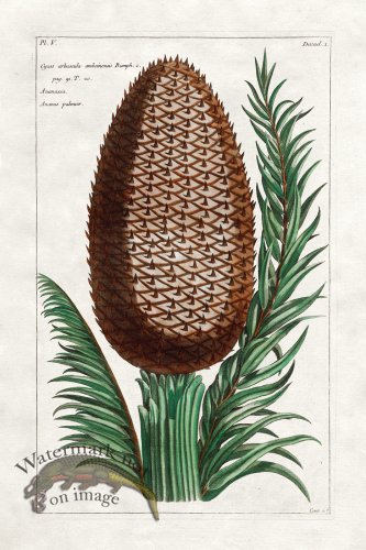 (image for) Buchoz Palm 15