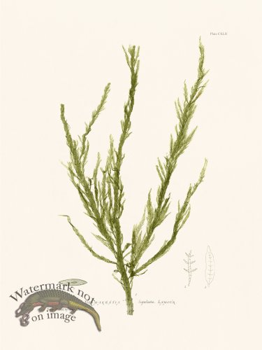 (image for) Bradbury Seaweed 142