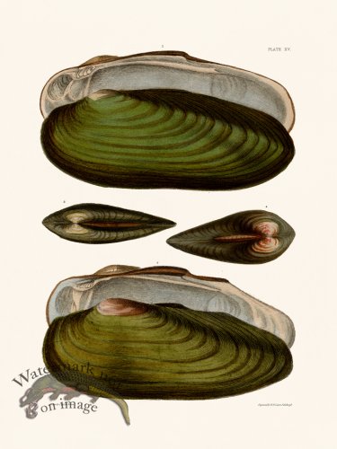 (image for) Cpt Brown Shell 15