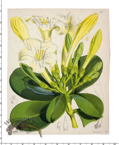 (image for) Curtis Botanical 013