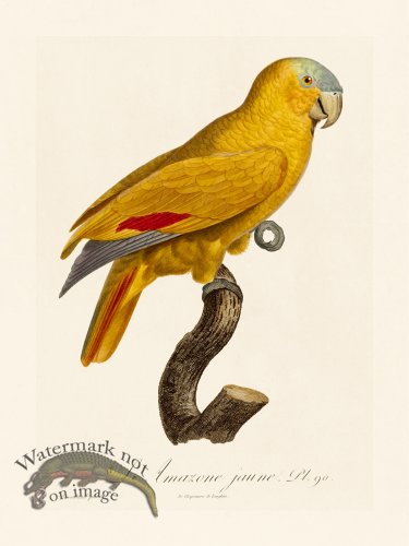 (image for) Barraband Parrot 090