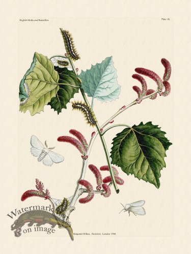 (image for) Wilkes Butterflies 081