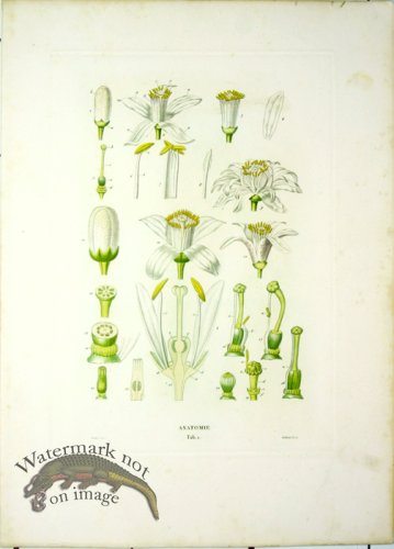 (image for) Des Orangers 23