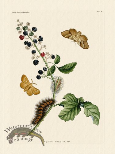 (image for) Wilkes Butterflies 030