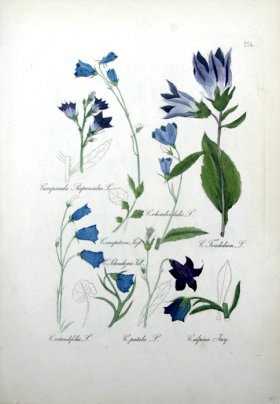 (image for) Deutschlands Flora 16
