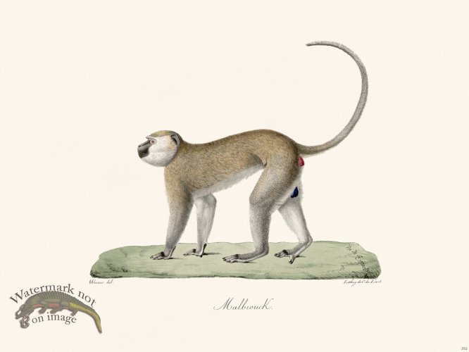 (image for) Cuvier 352 Malbrouck