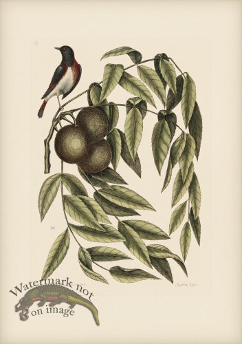 (image for) 067 Red Start