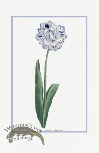 (image for) Blue Weinmann S 04