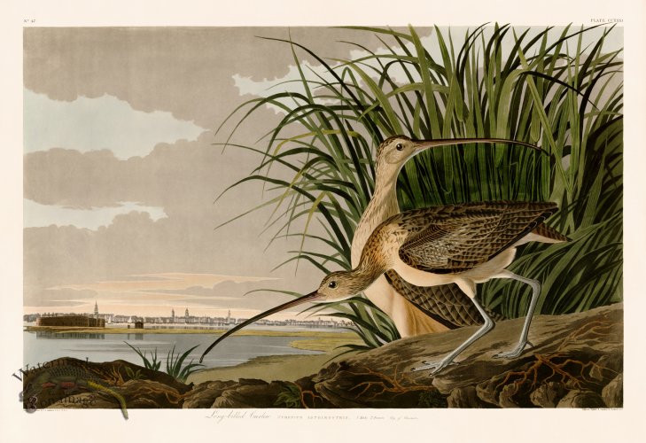 (image for) 231 Long billed Curlew