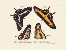 Jablonsky Butterfly 040