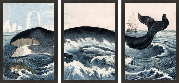 (image for) The Blue Whale