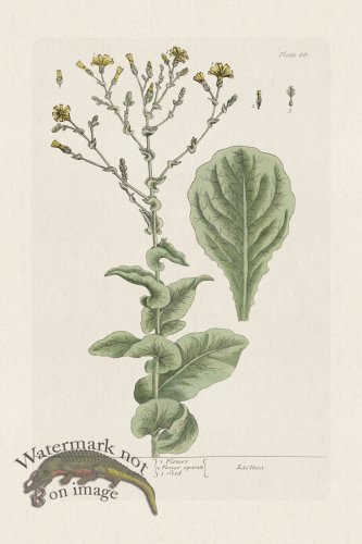 (image for) BEE 088 Lattice