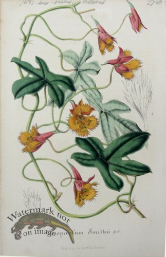 (image for) Houtteano_Bot_038