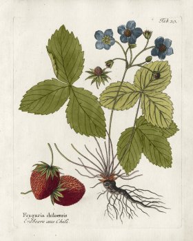 Coastal Strawberry