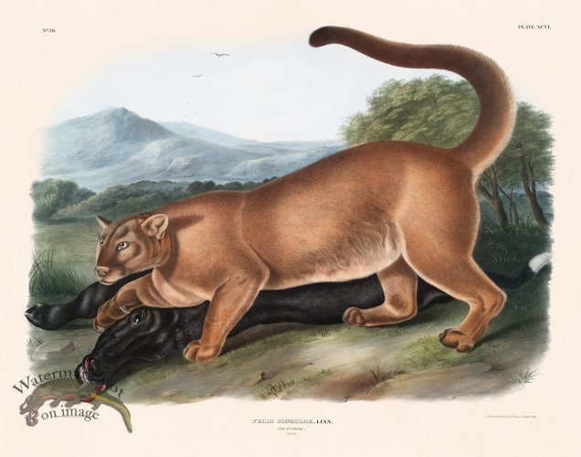 (image for) 096 The Cougar