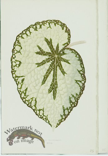 (image for) Lowes Leaves 24