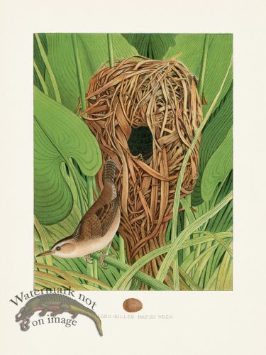 Thomas Gentry Bird 14