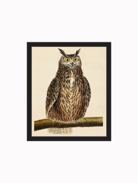 Rudbeck CFA_BF 42 Great Horned Owl