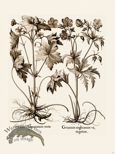 (image for) Besler 023 B1