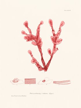 Bradbury Seaweed 078