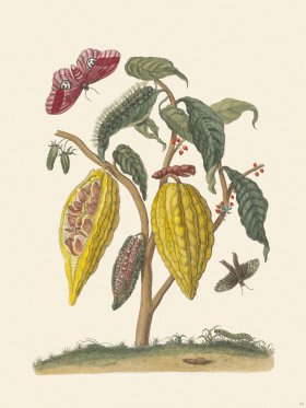 Merian Metamorphosis 63