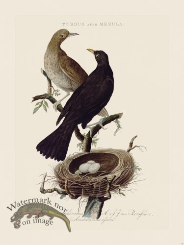 (image for) Nozeman Bird 146