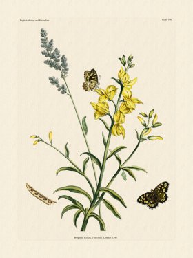 Wilkes Butterflies 106