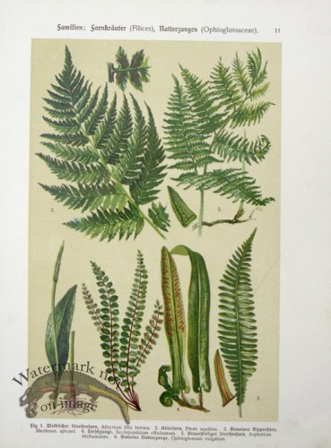 Botanical Atlas 1911 09