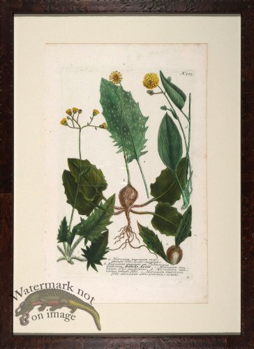 (image for) Weinmann Floated Burl 726 02