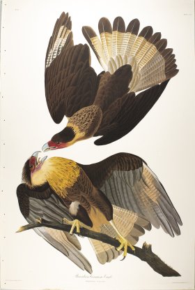 Brasilian Carcara Eagle