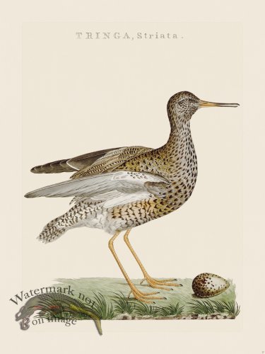 (image for) Nozeman Bird 027