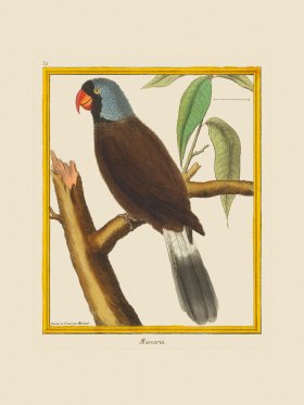 Martinet Bird 035