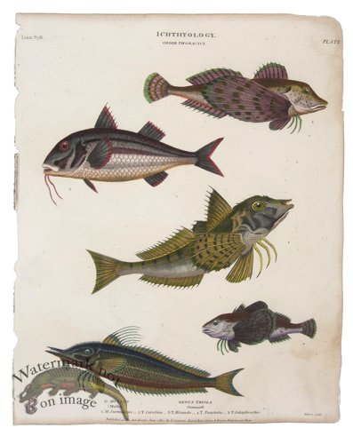 (image for) Mullet Gurnard