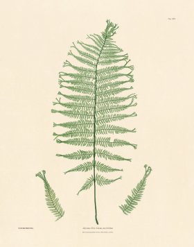 (image for) Bradbury Fern 25