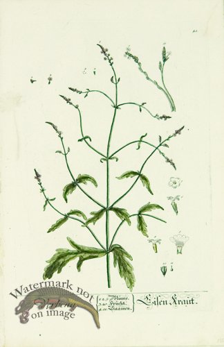 (image for) Blackwell German 253