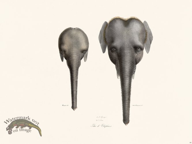 (image for) Cuvier 089 Elephant Heads