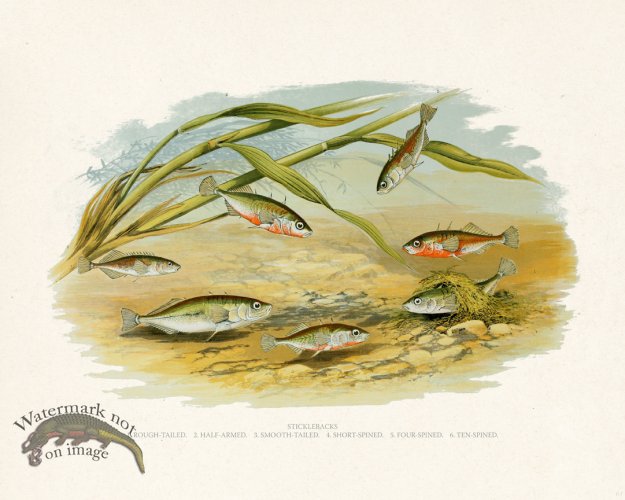 (image for) British FW 03