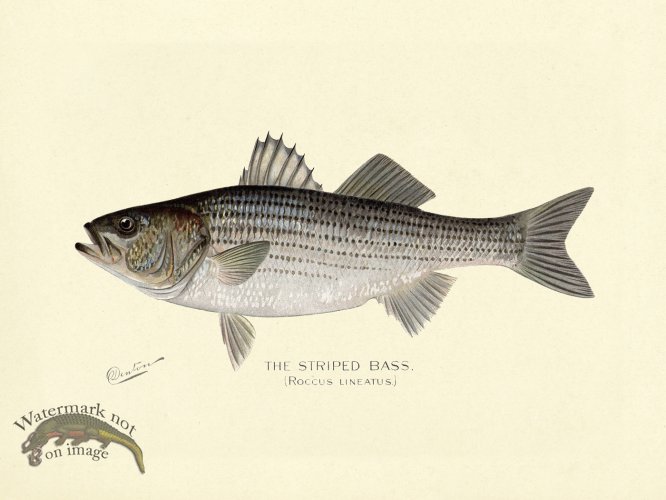 (image for) Bass_Striped