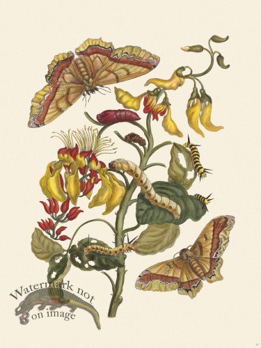 Merian Metamorphosis 11