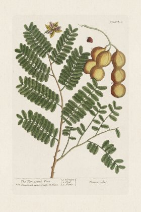 BEE 201 The Tamarind Tree