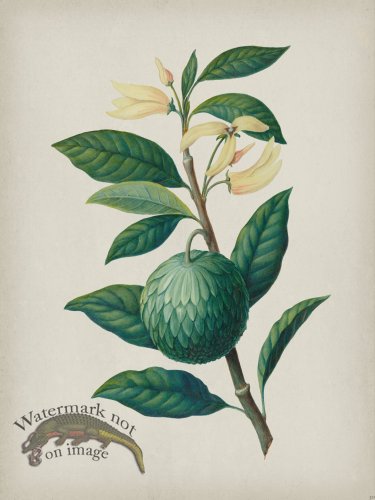 (image for) Andean Botanicals 030