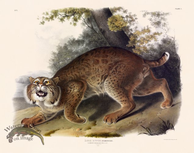 (image for) 001 American Wild Cat