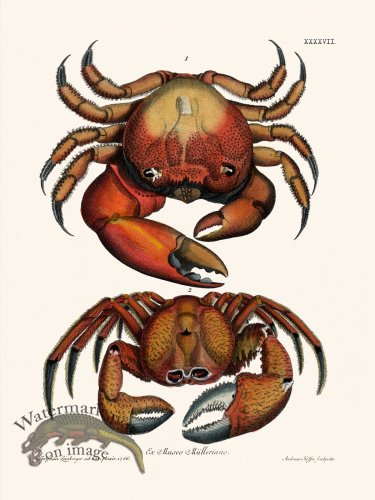 (image for) Knorr Sealife 47