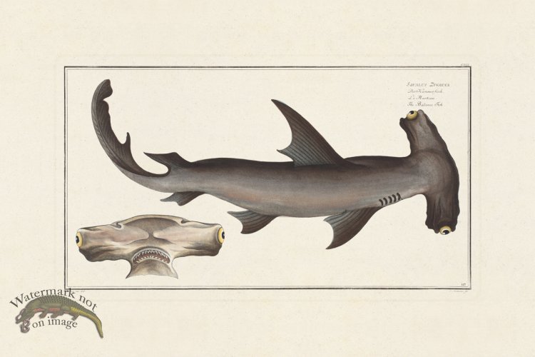 (image for) BLOCH FISH 117