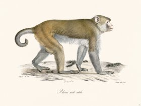 Cuvier 371 Male Vervet
