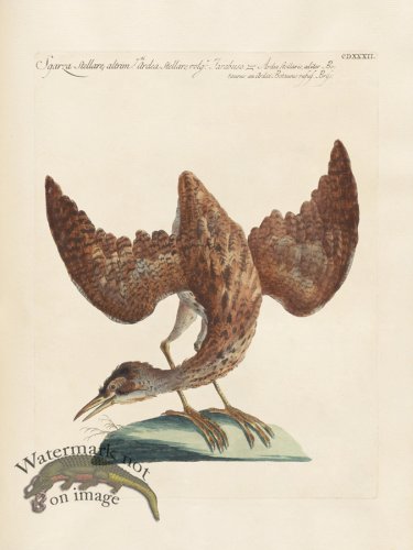 (image for) Manetti 432